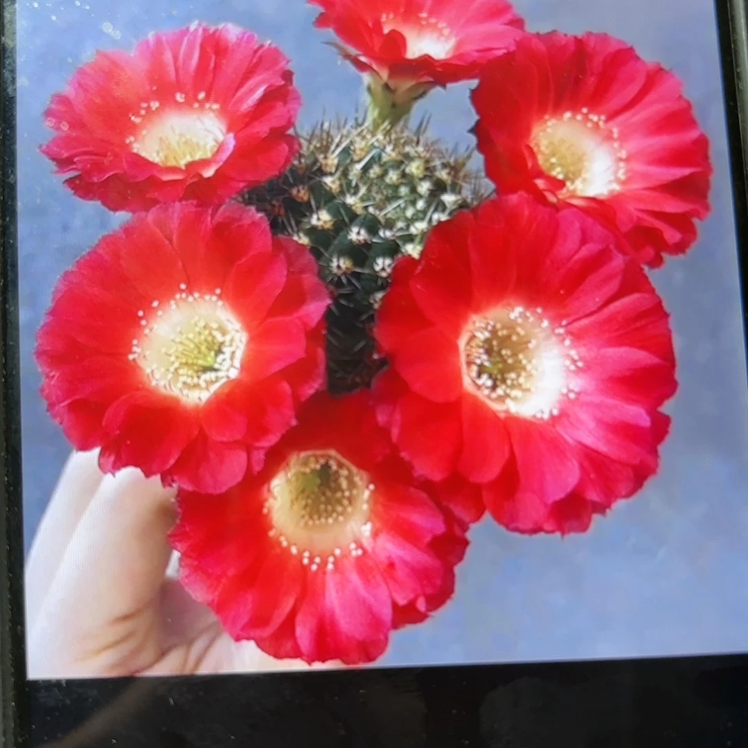 红舞裙小丽花/20包邮仙人球26