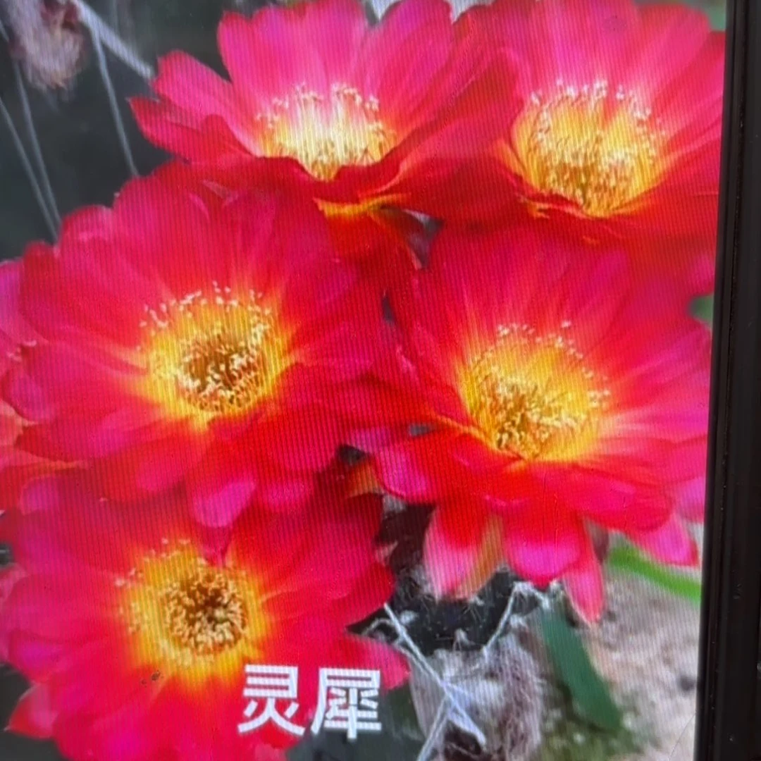 灵犀丽花/侧牙歪20包邮5公分左右34