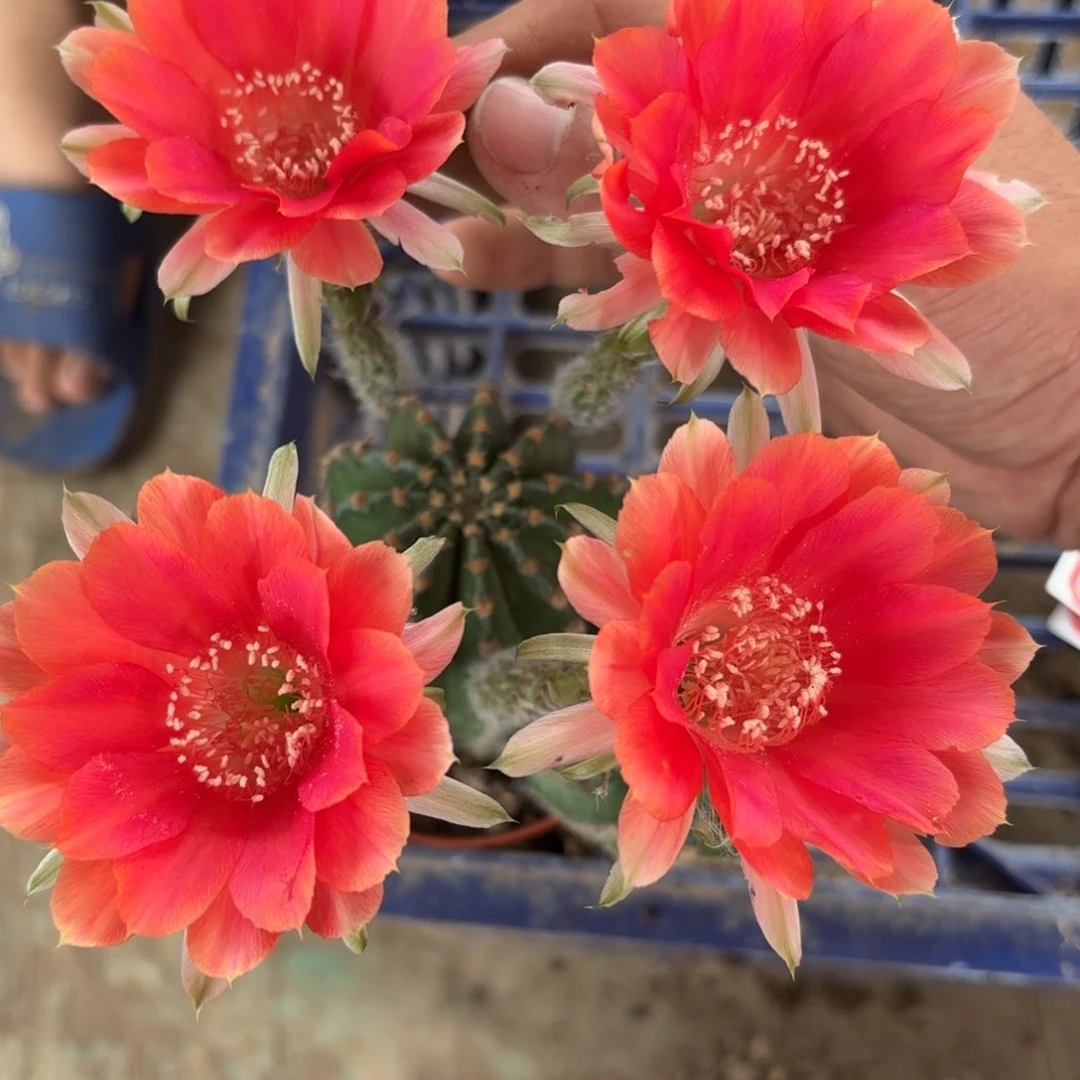 84 实生球脱花脱土