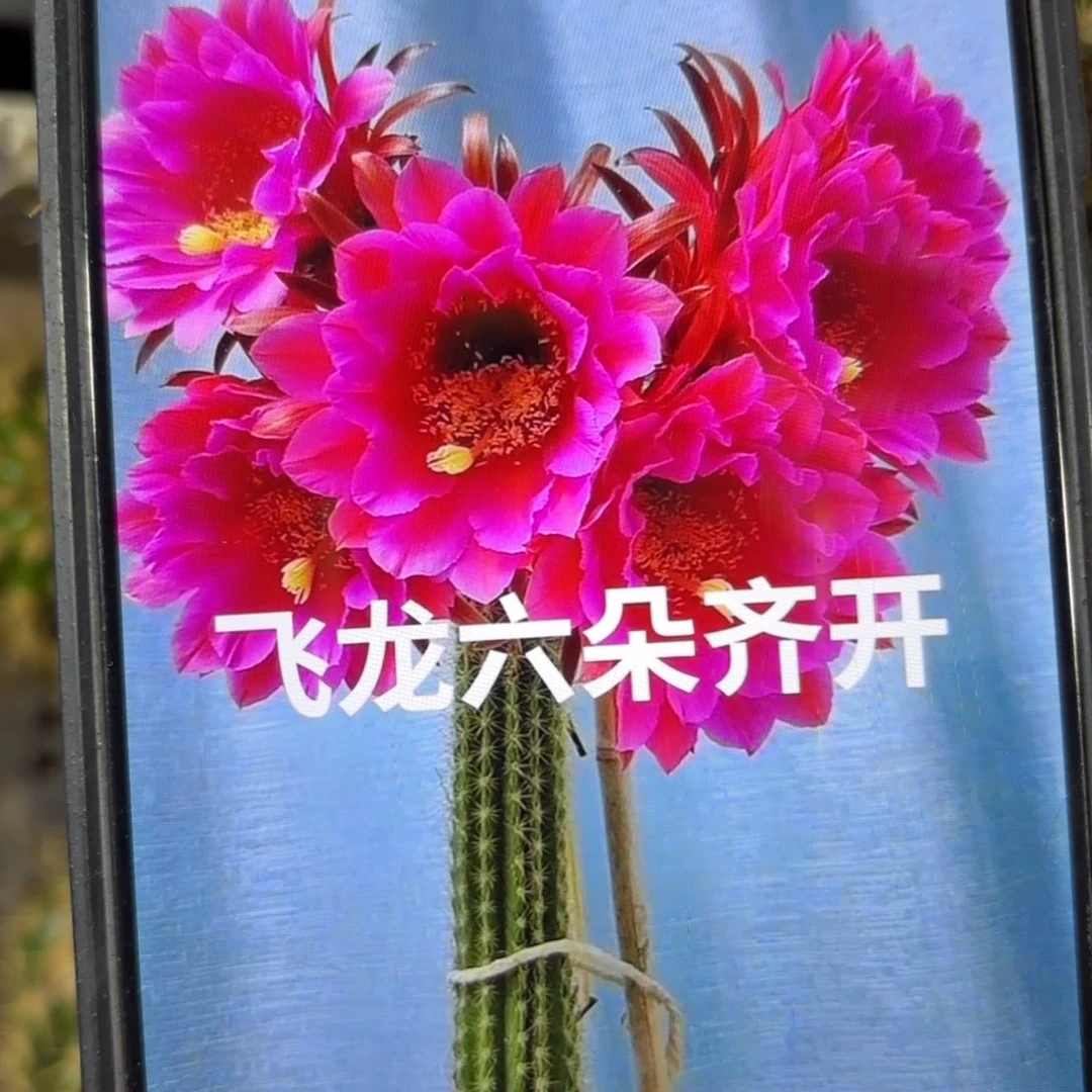 飞龙毛//侧牙歪20包邮5公分左右6