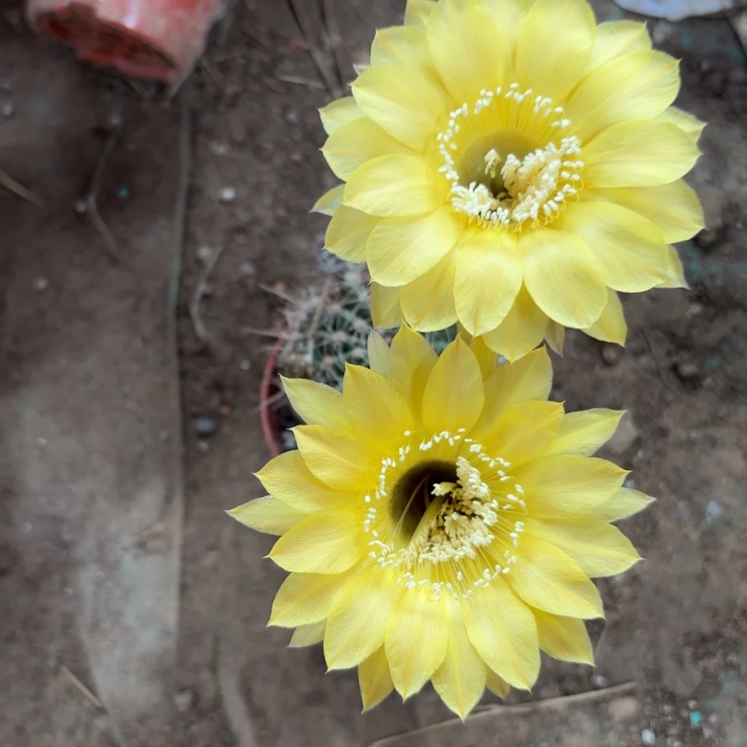 10 实生球脱花脱土
