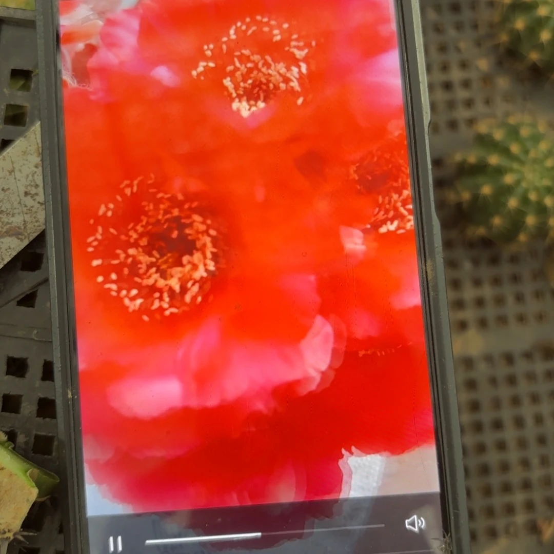 罗萨莉莎彩/侧牙歪5公分左右20包邮43