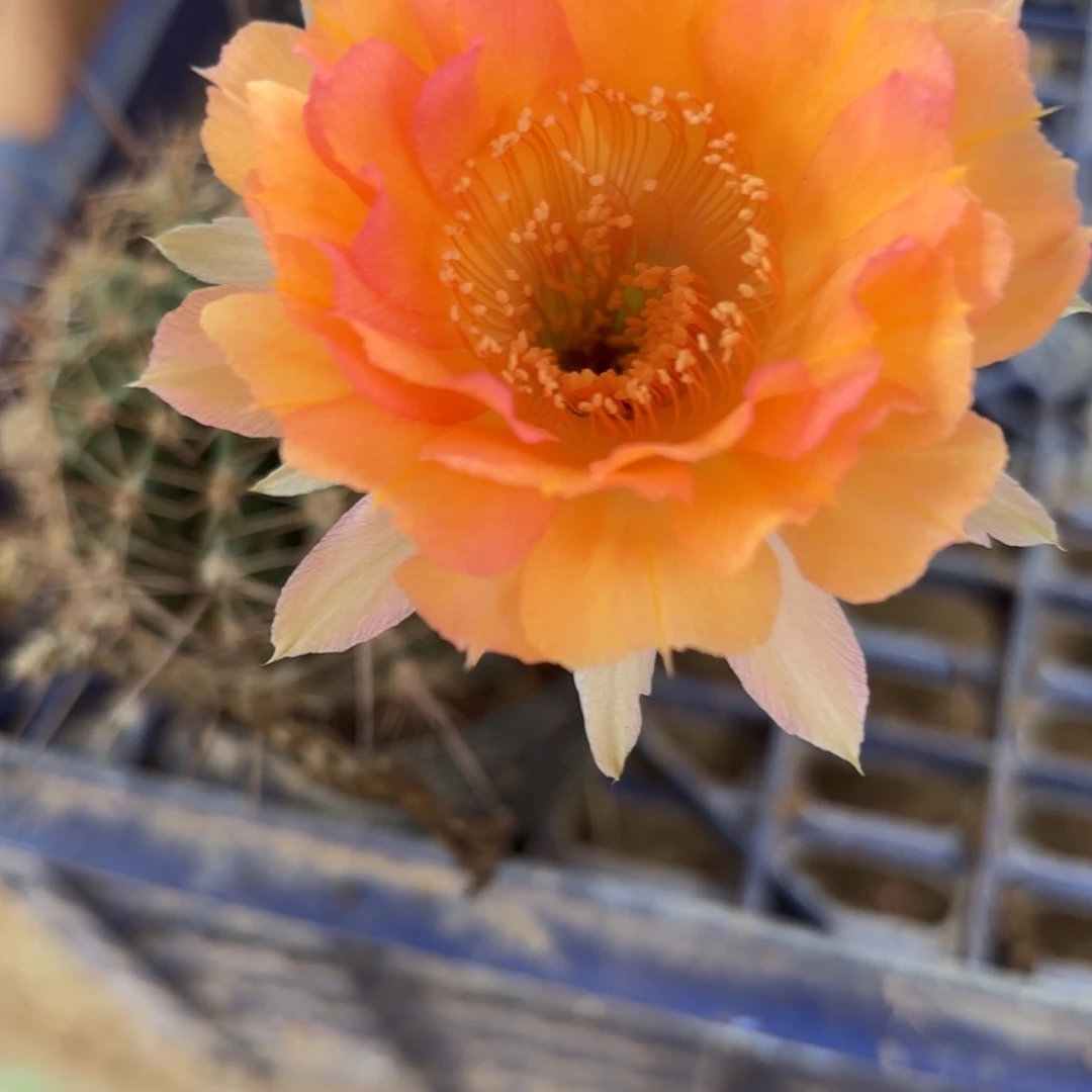 87 实生球脱花脱土