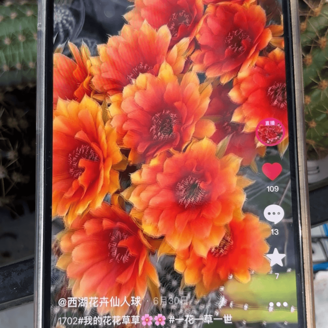 q****h1702 /20包邮仙人球/发13课