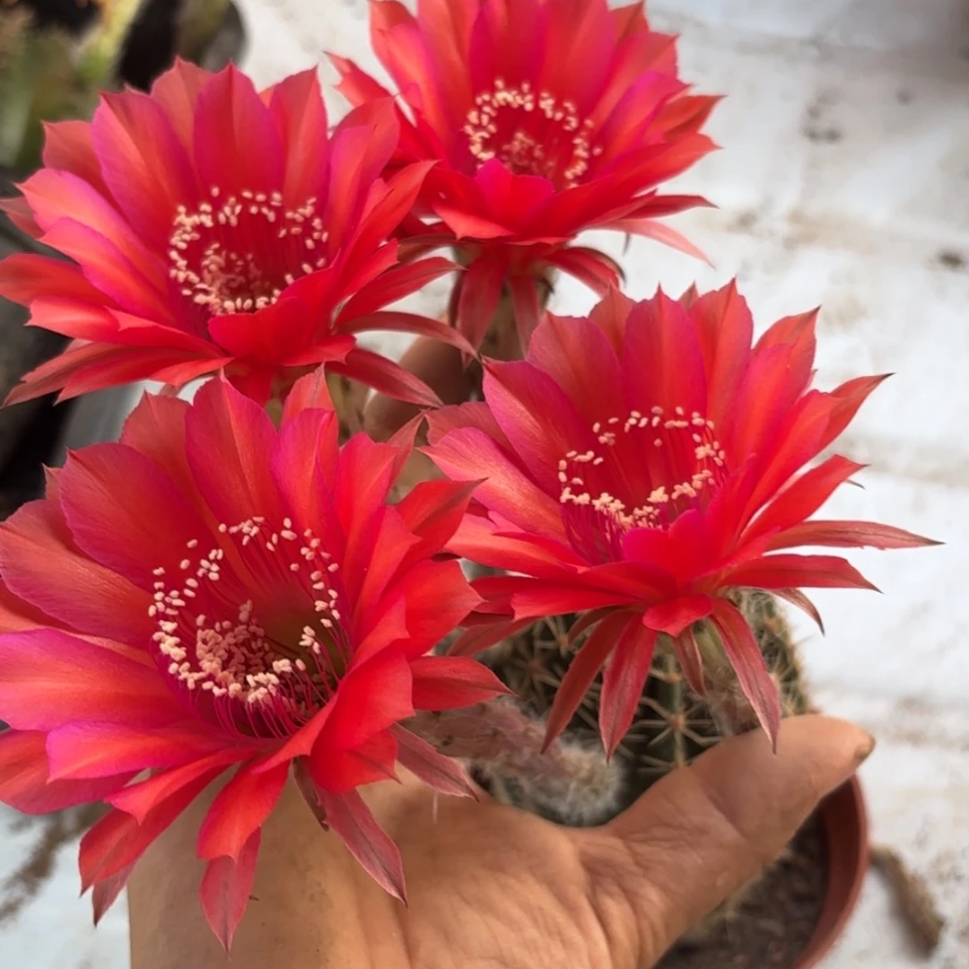 175 号脱花脱土实生仙人球