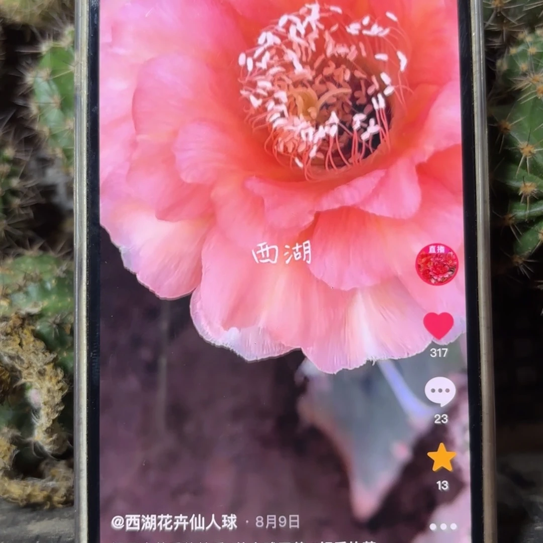 温柔彩//侧牙歪20包邮5公分左右8