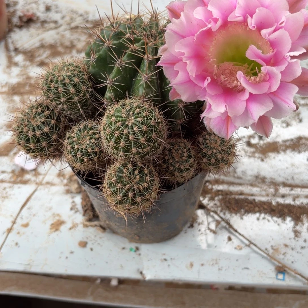28 实生球20包邮脱花脱土