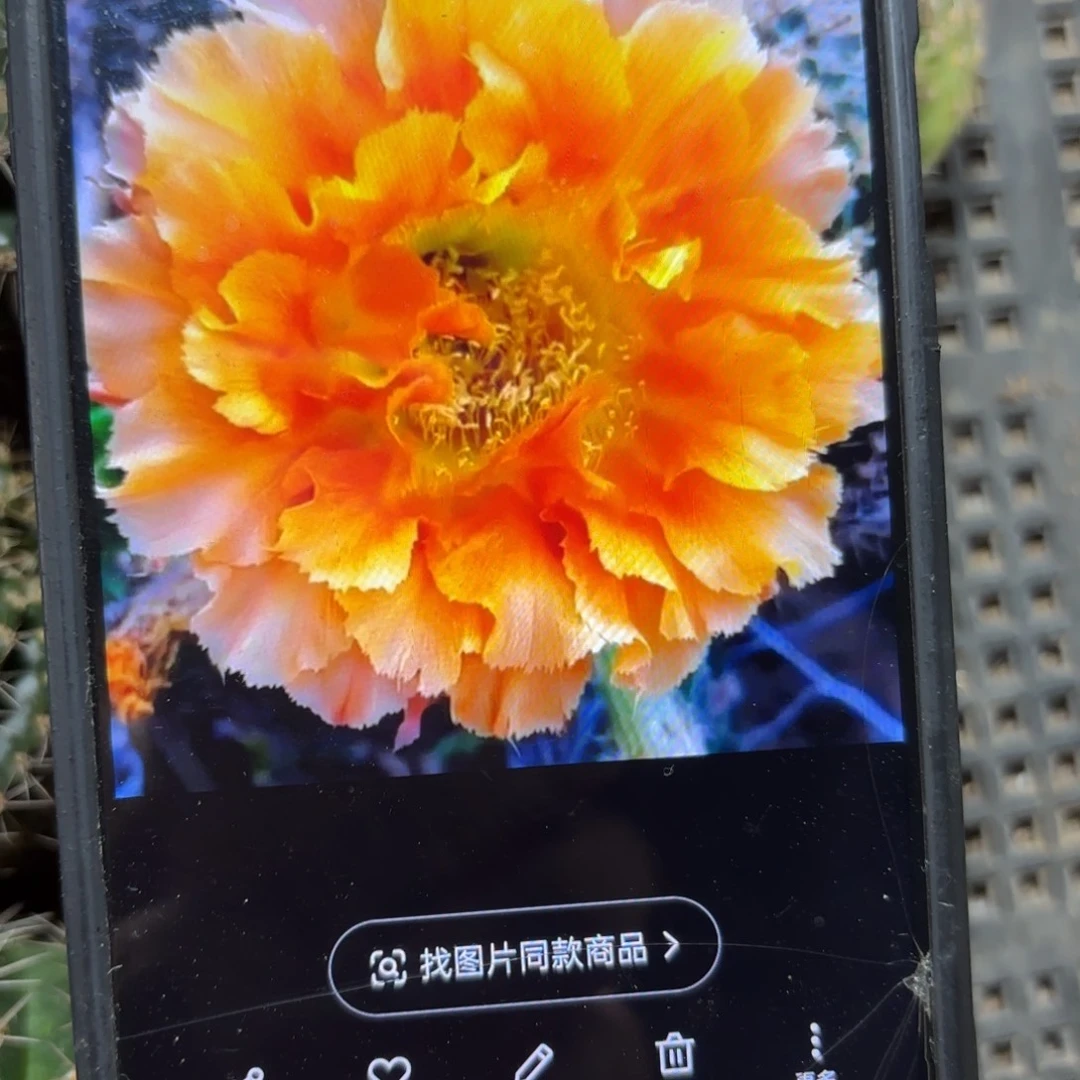 069彩侧牙歪20包邮5公分左右仙人球29