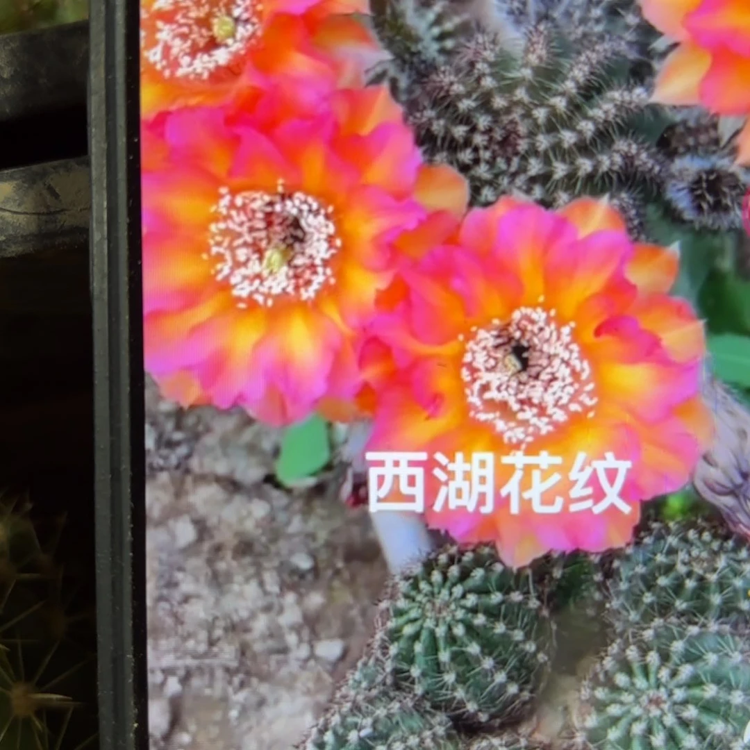 花纹彩/侧牙歪20包邮5公分左右35