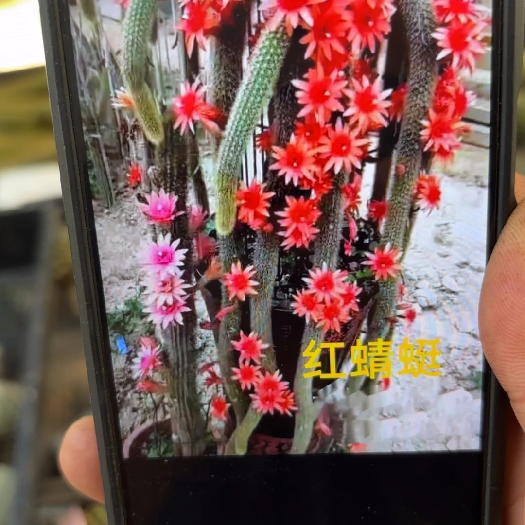 红蜻蜓3颗20包邮仙人球侧牙17