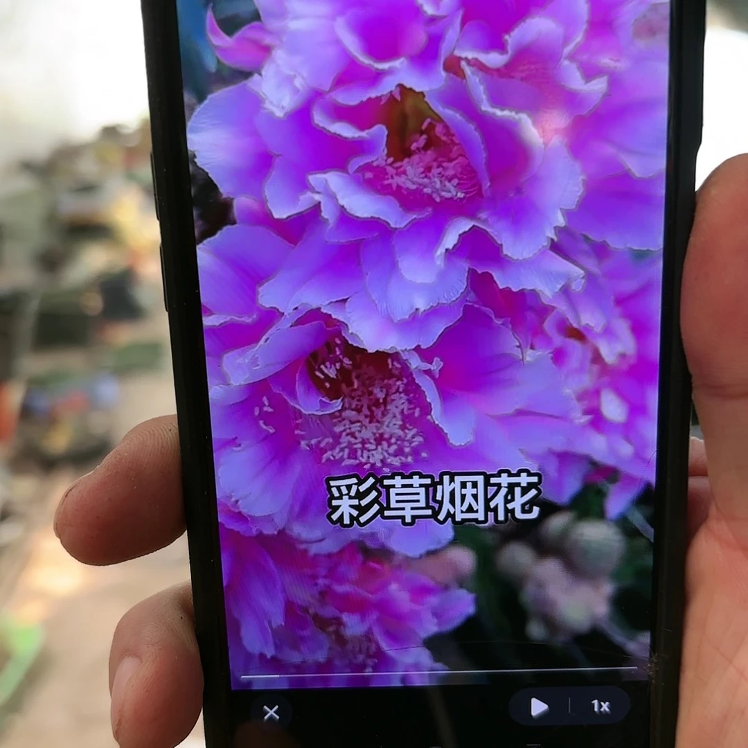 烟花彩/侧牙歪20包邮5公分左右仙人球44