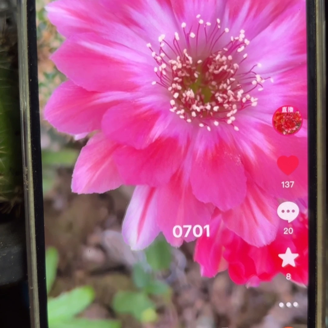 0701丽花侧牙歪29包邮5公分左右21