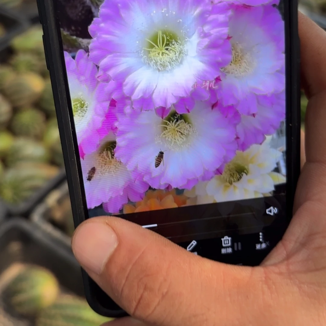 舞会彩/侧牙歪20包邮5公分左右30