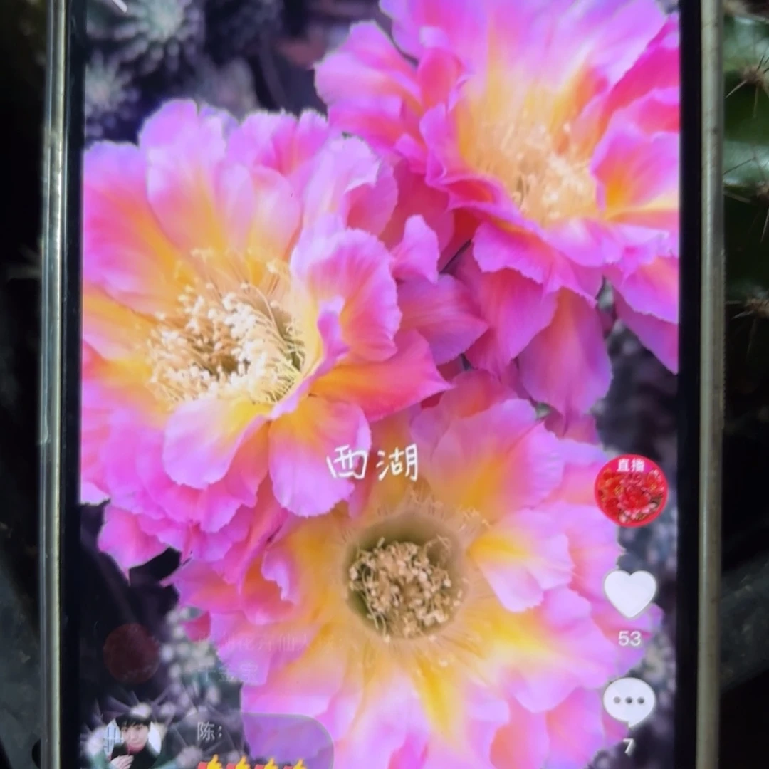 千金宝彩//侧牙歪28包邮5公分左右46