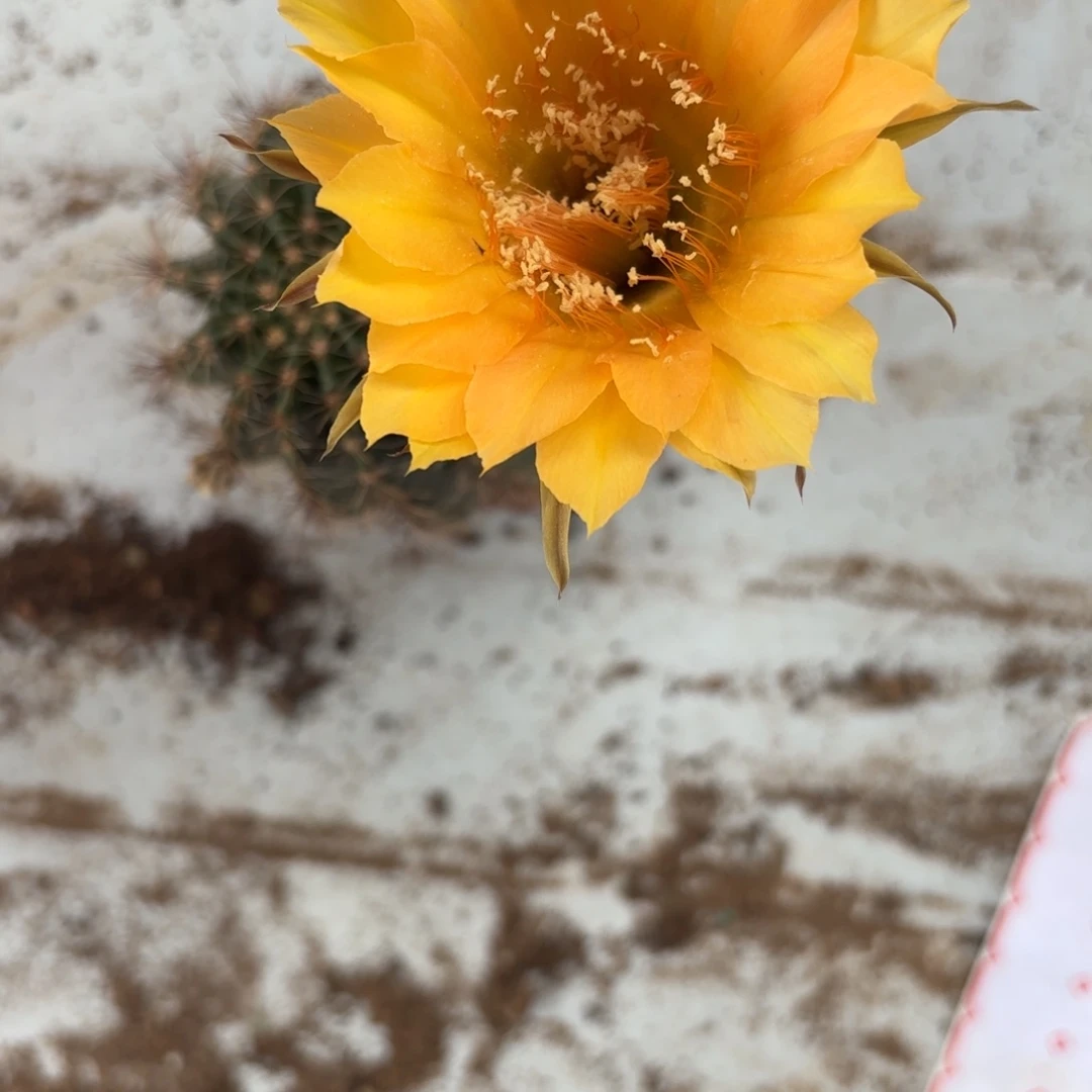 37 实生球20包邮脱花脱土