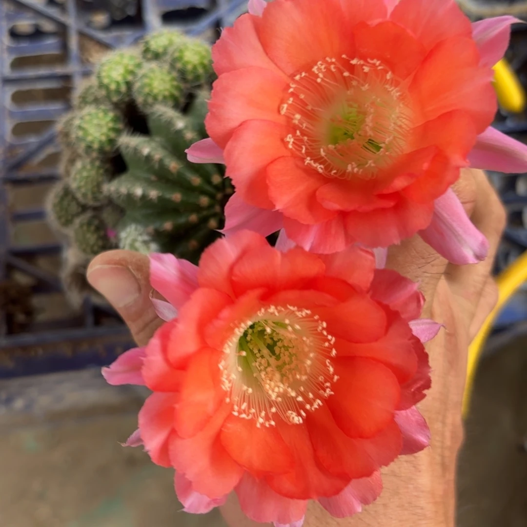 246 实生20包邮脱花脱土