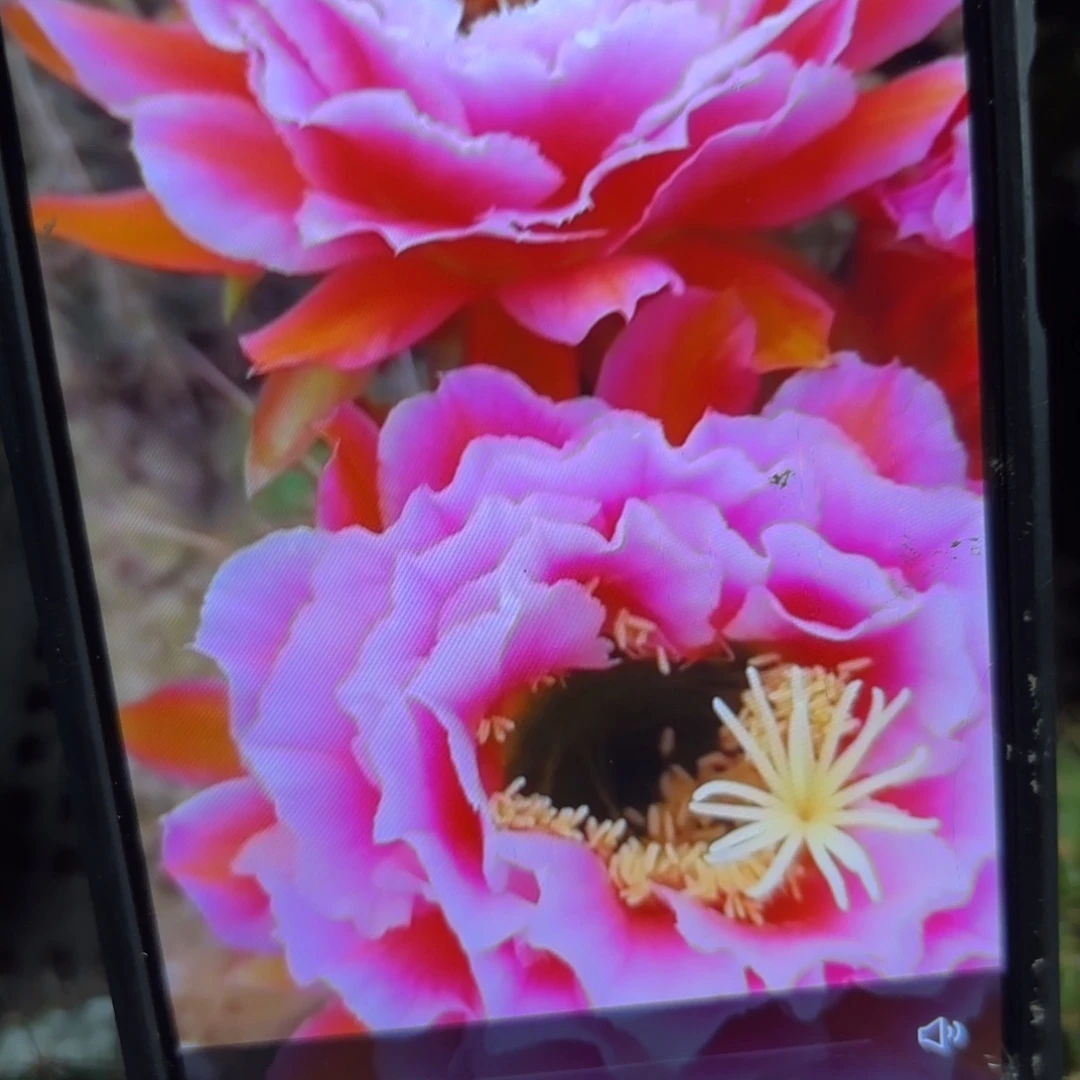 如意毛花/20包邮仙人球44