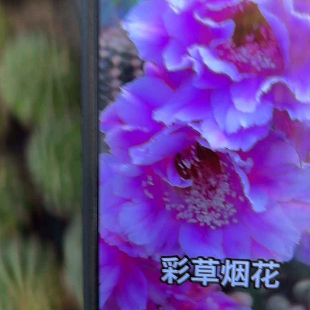 烟花彩侧牙歪28包邮5公分左右16