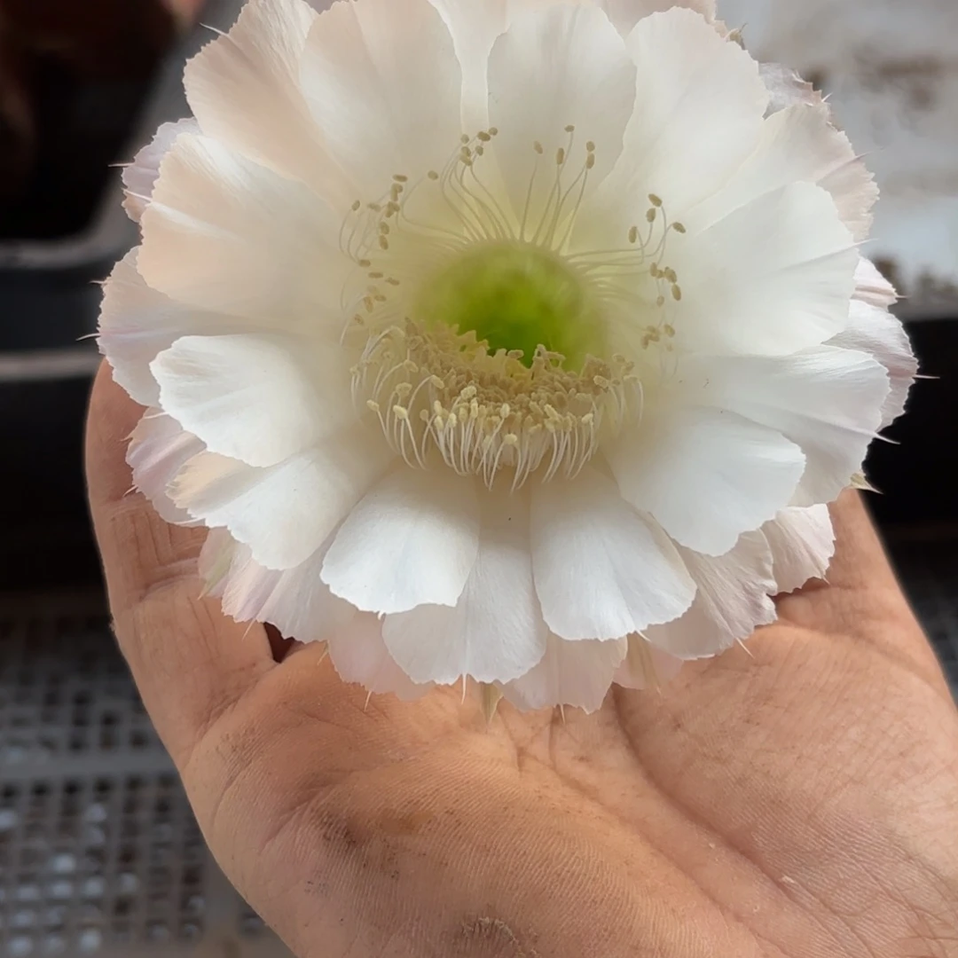 225 号摘花脱土20包邮