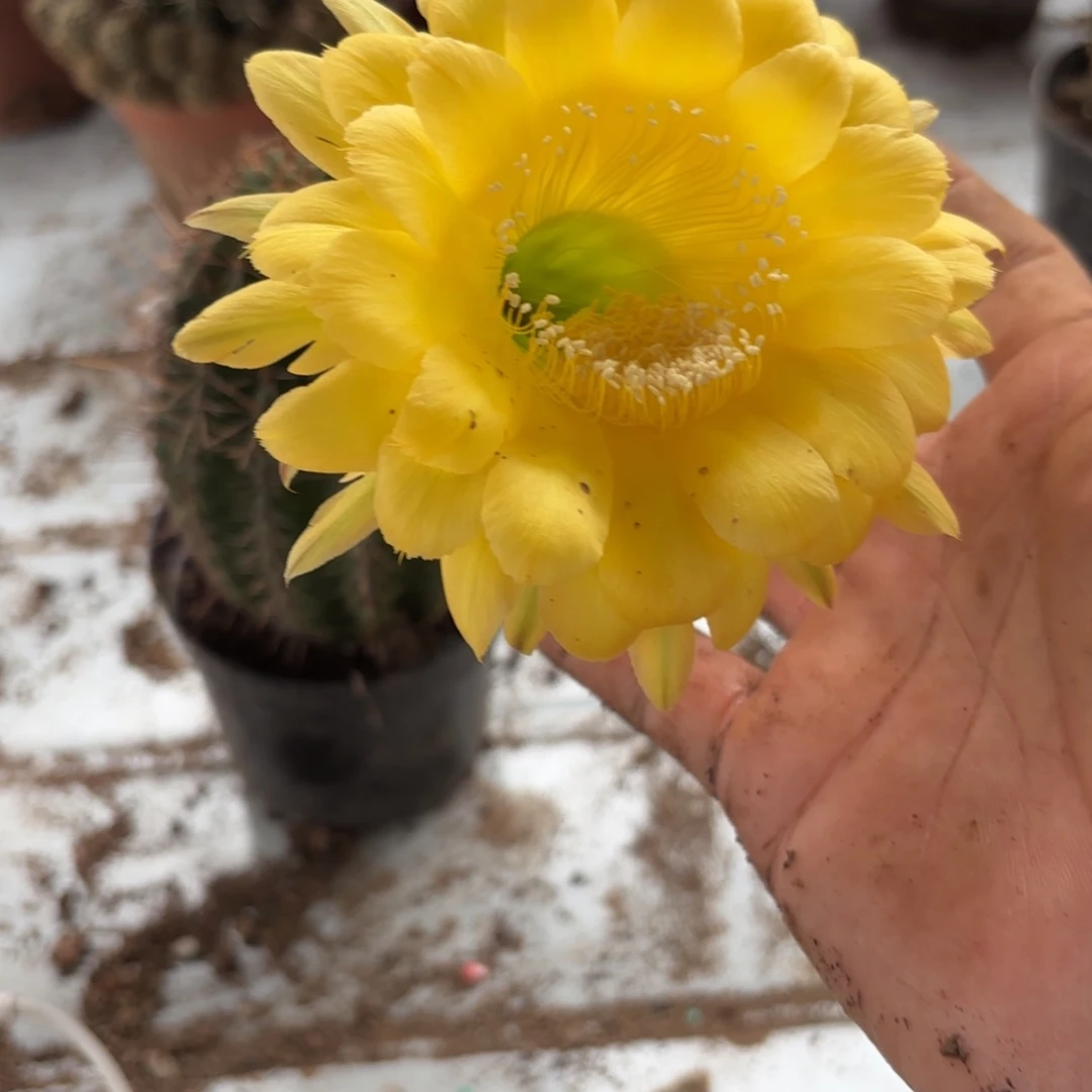 59 实生球20包邮脱花脱土