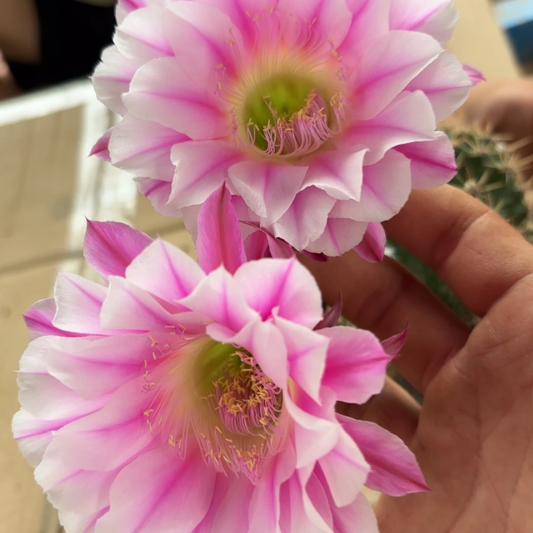 42 实生球脱花脱土