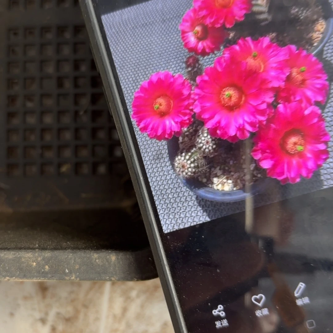 仙红虾////20包邮仙人球24