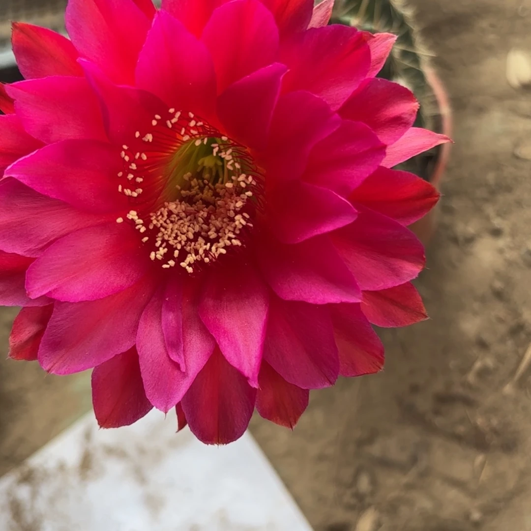 403 脱花脱土20包邮