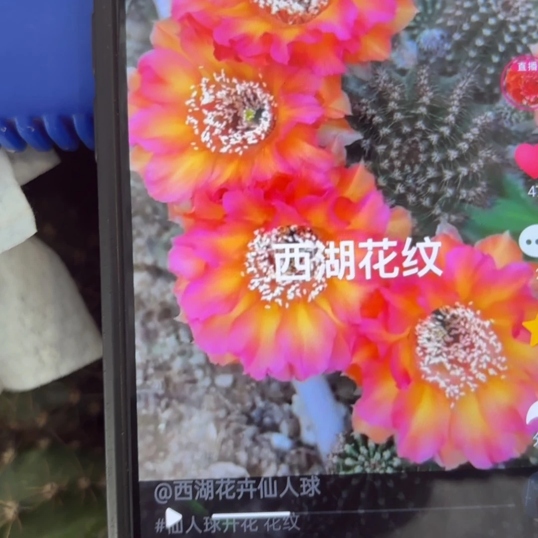 花纹彩/20包邮仙人球