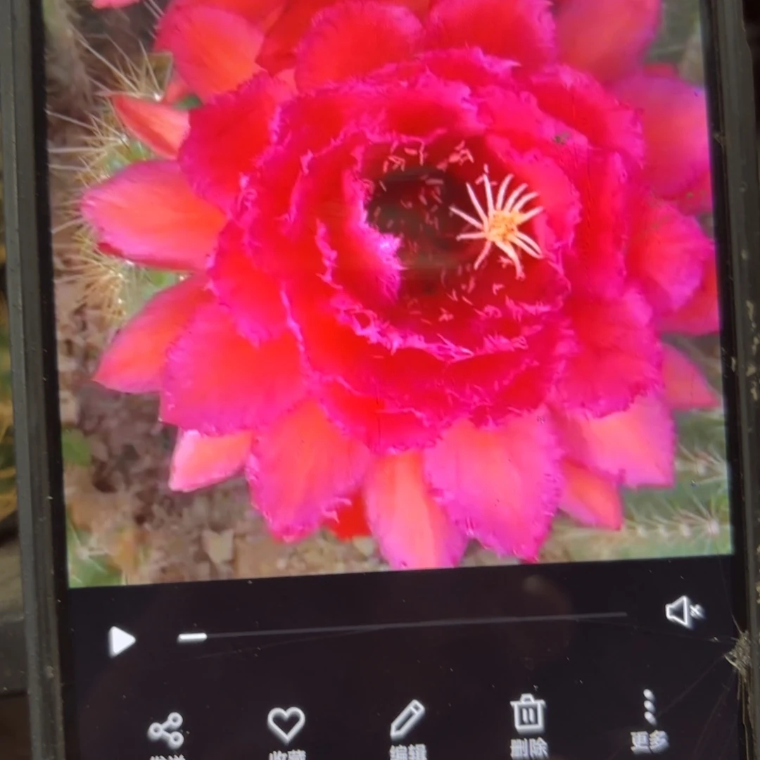 荣耀毛/20包邮仙人球44