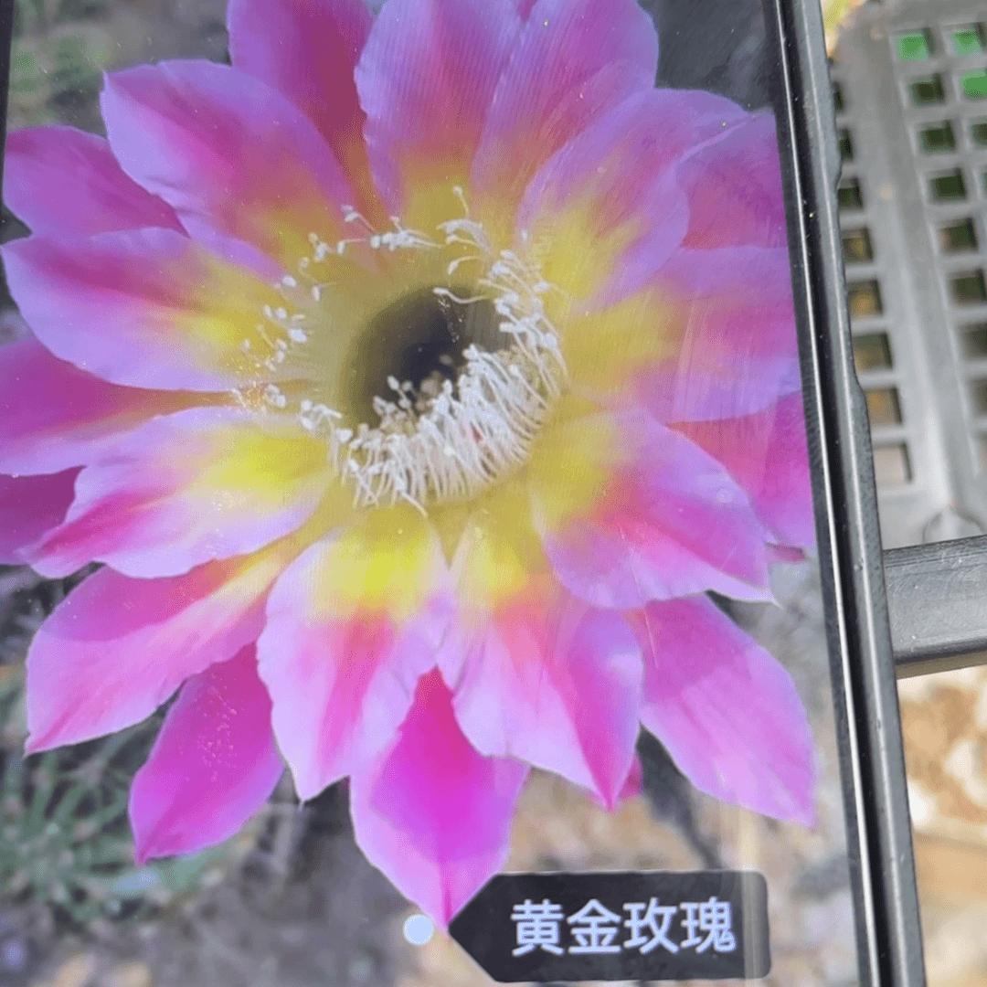 黄金玫瑰彩/20包邮仙人球侧牙0