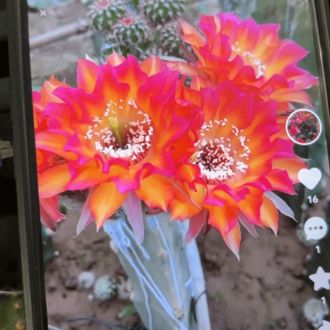 花纹彩：////20包邮仙人球39