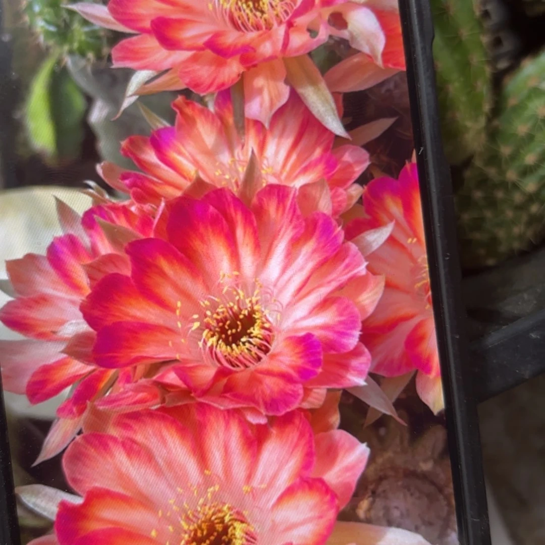 花花公子丽花//20包邮仙人球