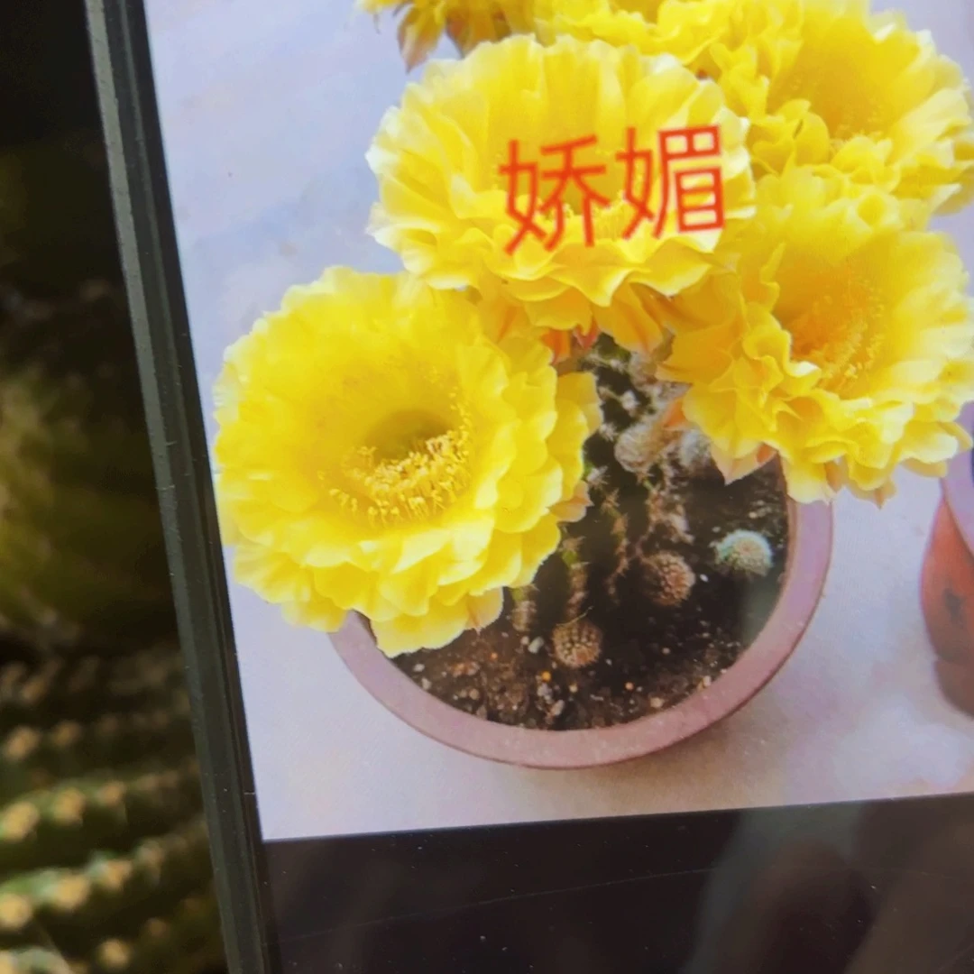 娇媚/20包邮仙人球彩/18