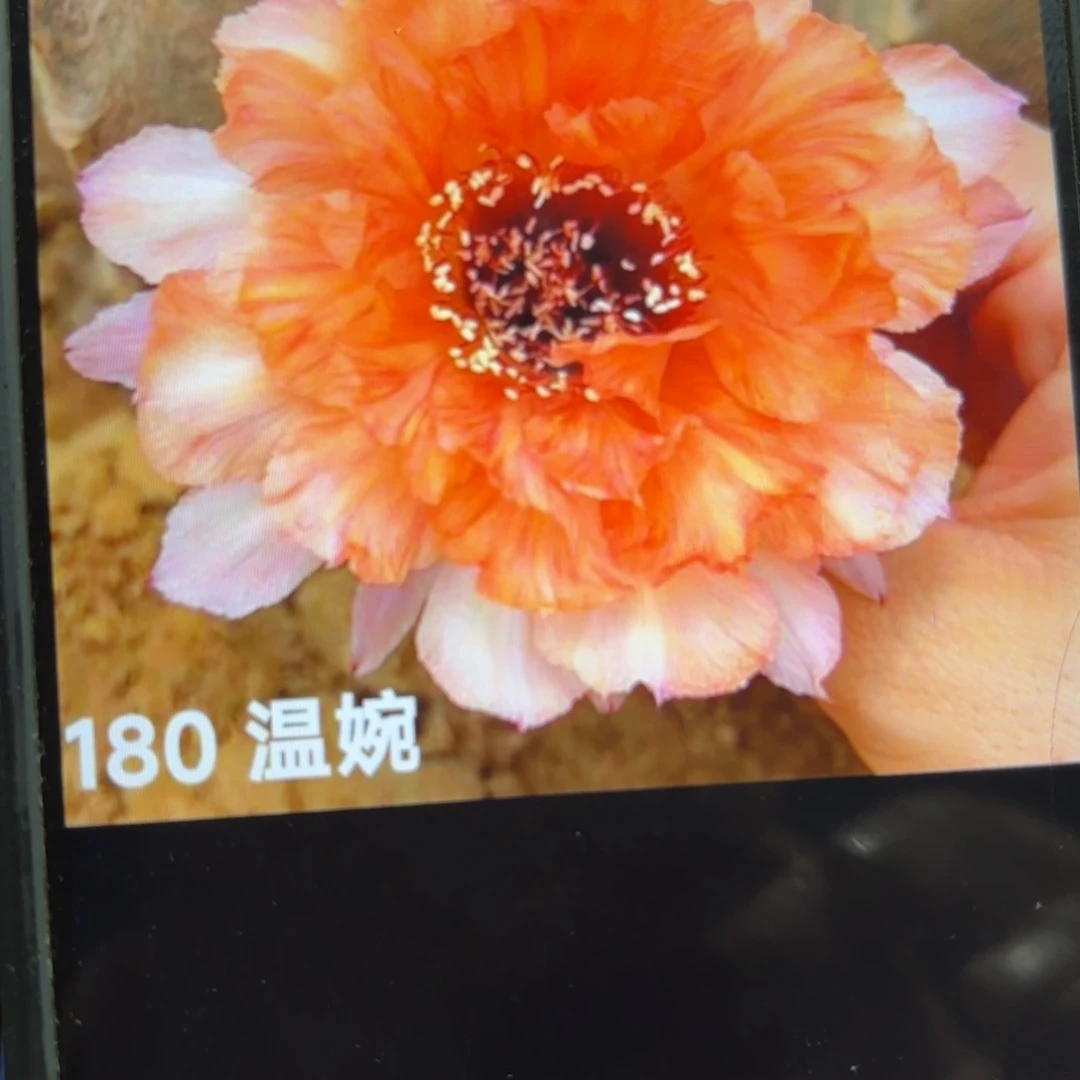 温婉彩/侧牙28包邮5公分左右花110