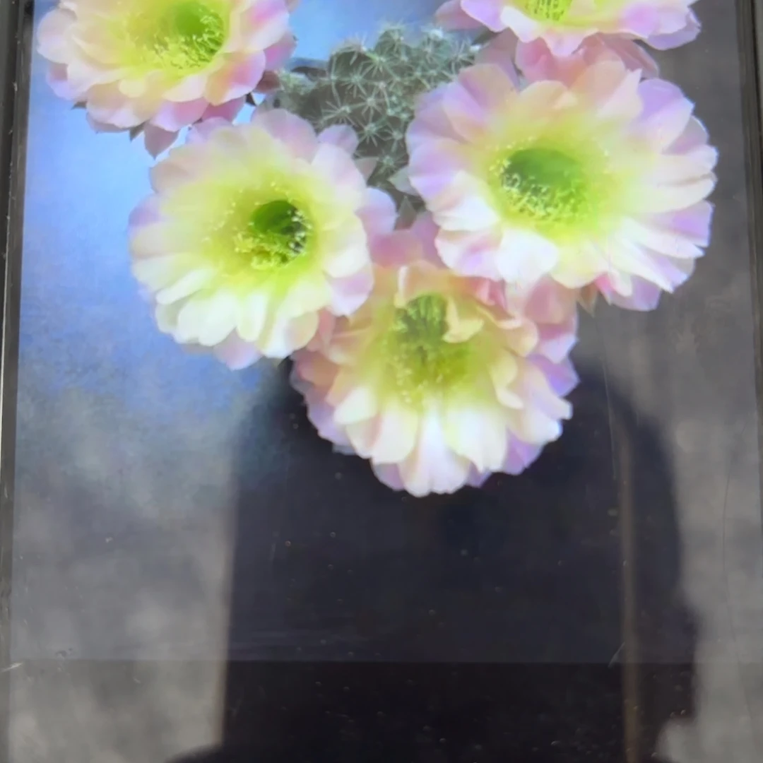 水蜜桃彩/侧牙歪20包邮5公分左右15