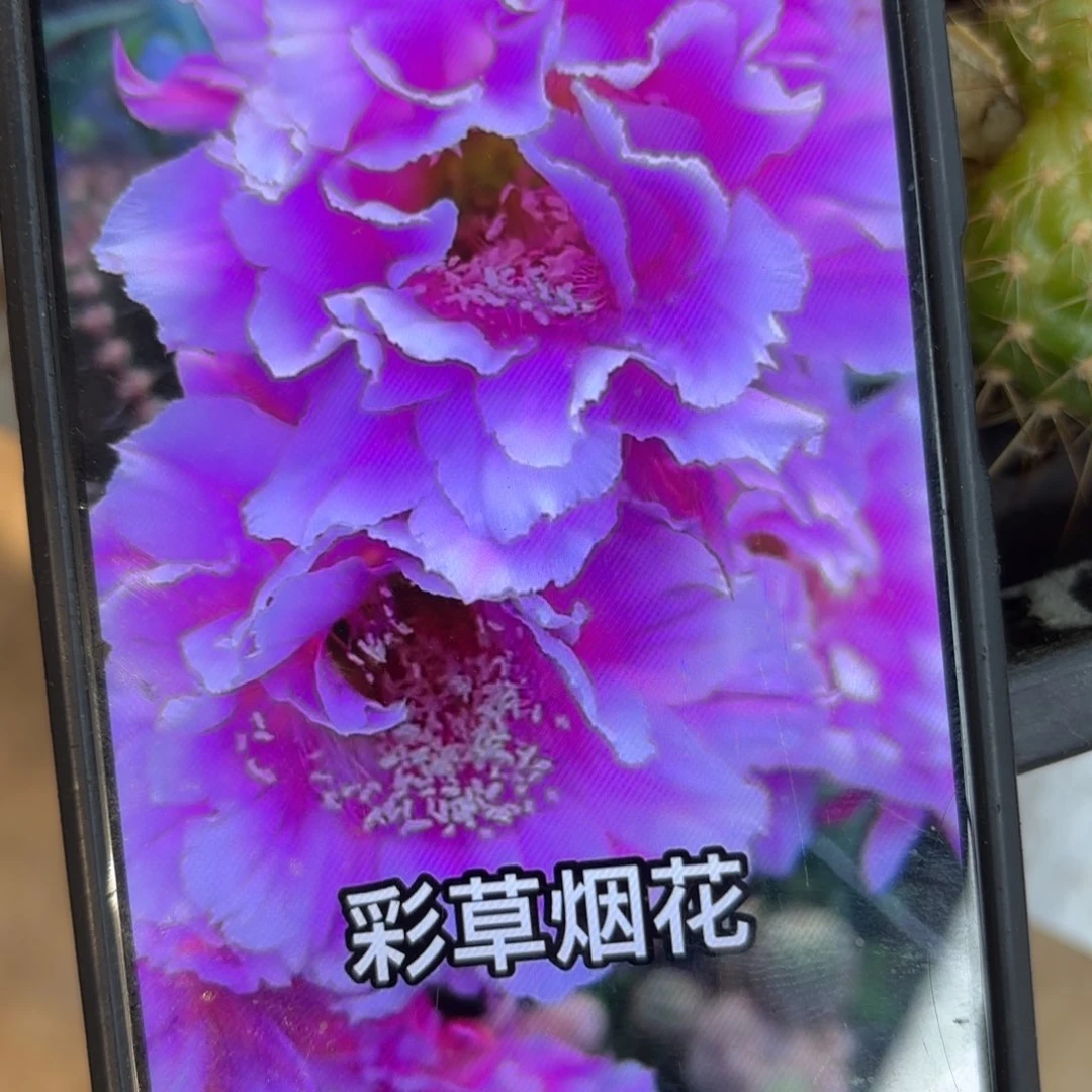 烟花彩-/侧牙歪20包邮5公分左右16