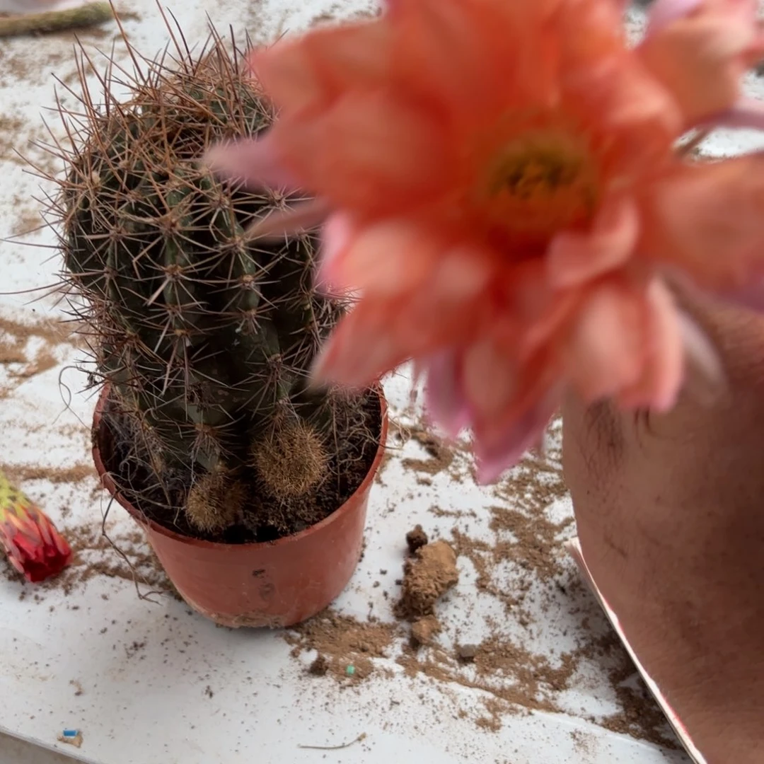 96 实生球20包邮脱花脱土