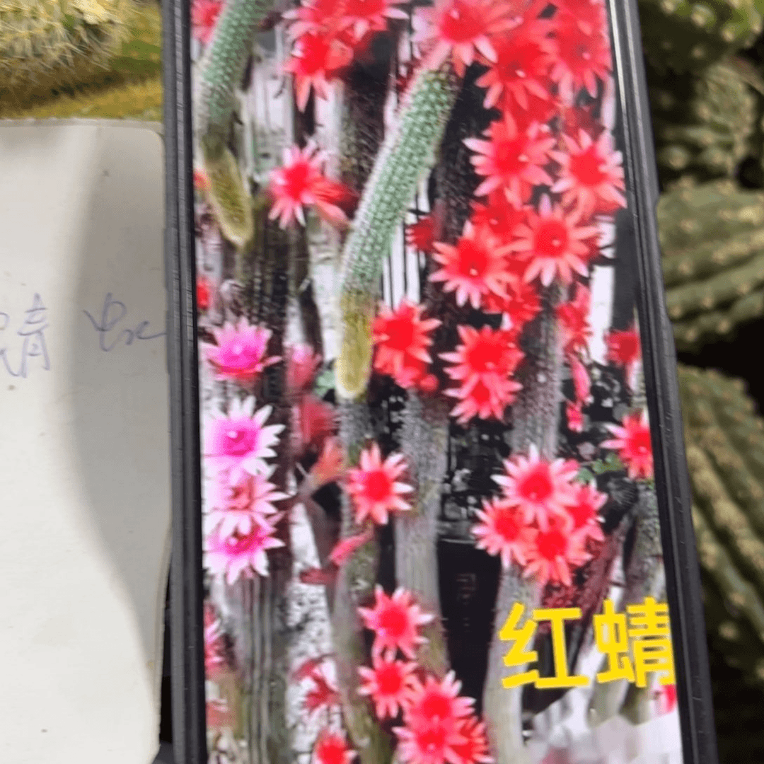红蜻蜓金妞//20包邮仙人球/17