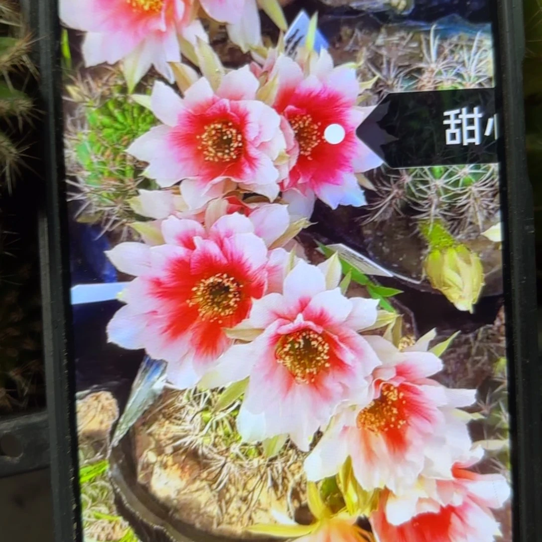 甜心丽花瑕痴侧牙歪20包邮3公分左右