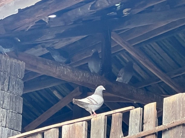 放养两年鸽子（1只）