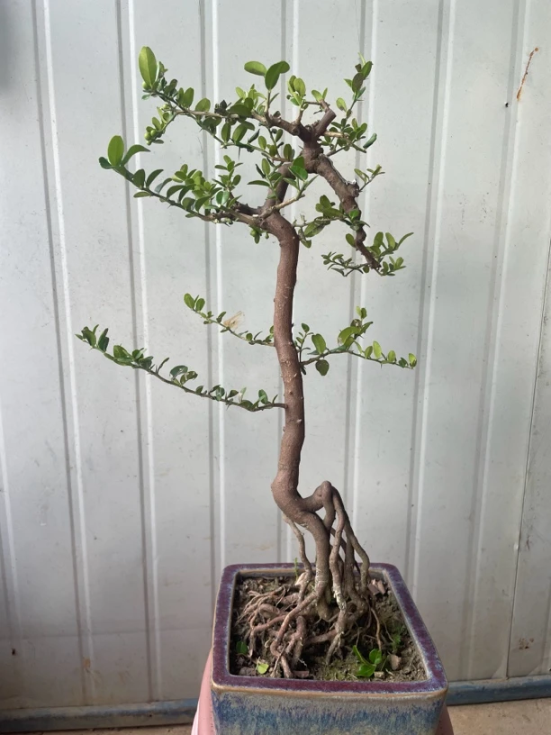 小品山吉践技盆景