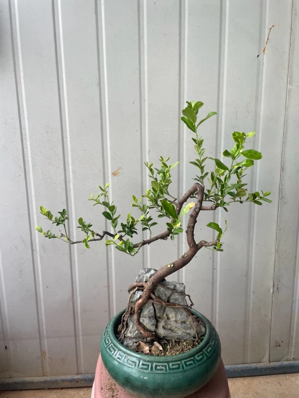 小品扶石山吉盆景