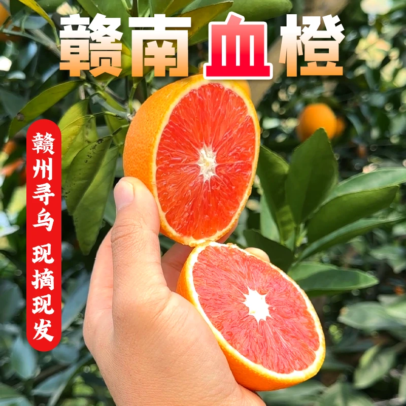 【赣南脐橙】中华血橙赣州寻乌县原产地直发新鲜应季橙子现摘现发