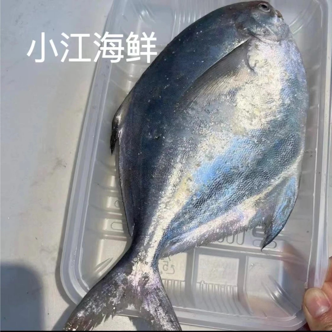 【小江推荐】舟山东海野生海捕流网银鲳鱼 1斤10条 6斤