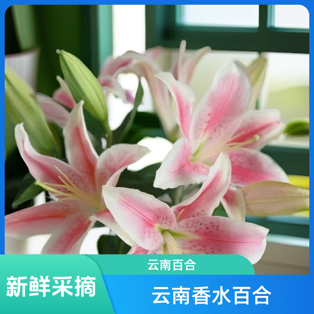 【云南香水百合】云南香水百合香味直发顺丰冷链包邮花期长基地批发