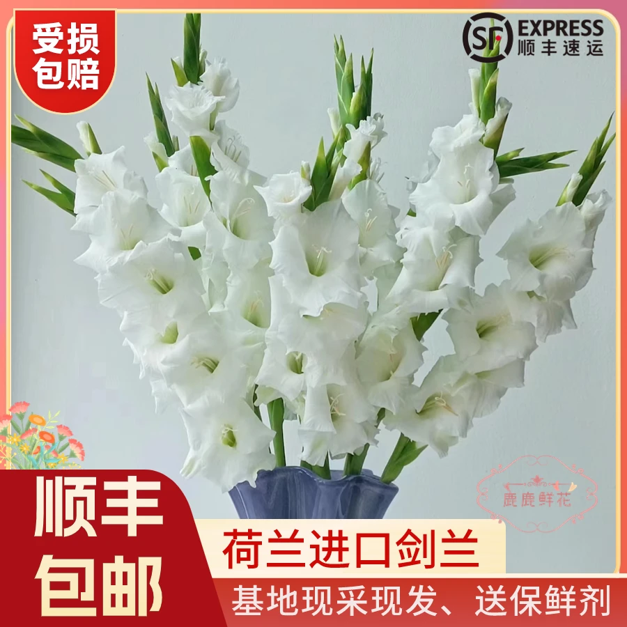 【鹿鹿鲜花】 云南基地直发 荷兰进口剑兰  家庭水插花 顺丰包邮