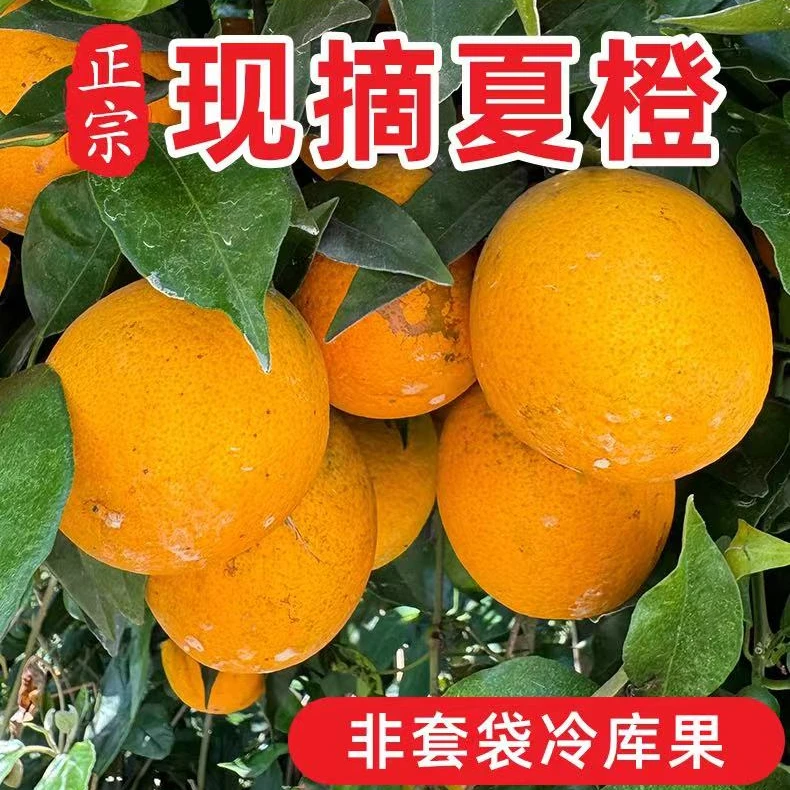 湖北秭归夏橙10斤带箱冰镇榨汁应季水果酸甜可口新鲜现摘现cd