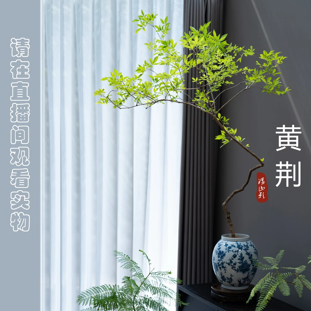 [闲月]盆栽-黄荆