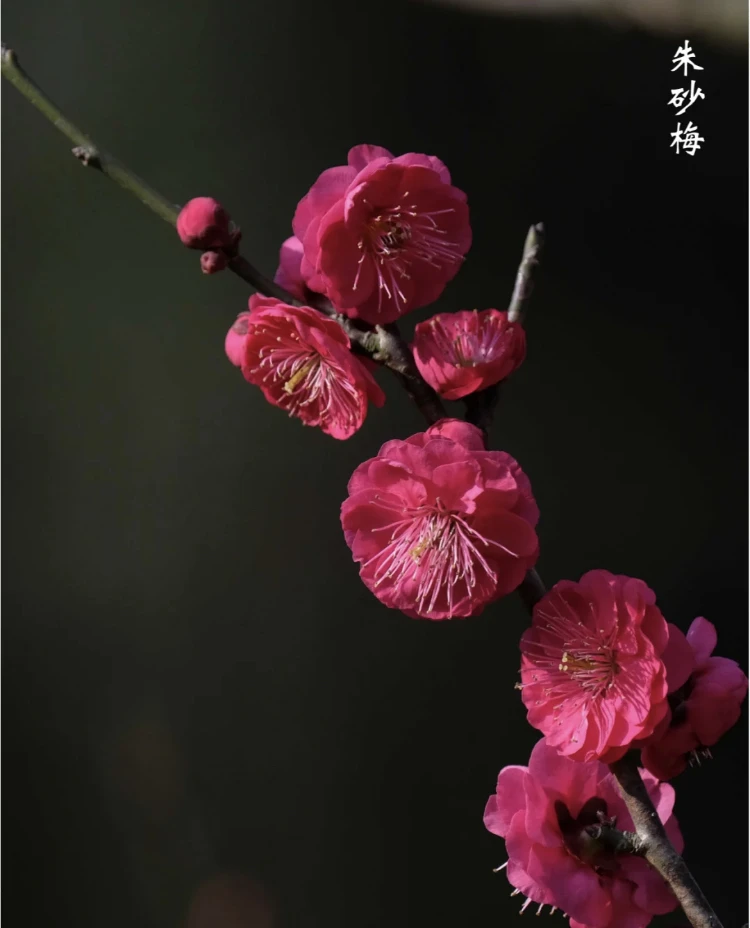 【红色系列】基地直发红色系梅花盆栽抗旱耐寒阳台庭院植物