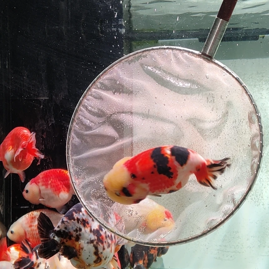 观赏鱼自产自销兰寿金鱼